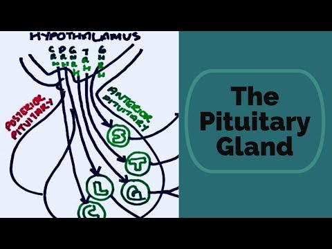 Pituitary Gland