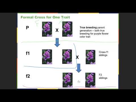 Chapter 12 Mendelian Genetics