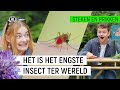 STEEKMUG ZUIGT ZICH VOL BLOED!  | Steken en Prikken S2 #7 | NPO Zapp