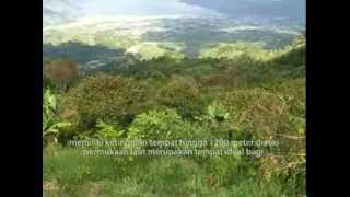 preview picture of video 'Conservation Coffee of Gayo Highland'