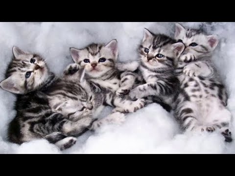 Cutest Kittens EVER! Cutest American Shorthair Kittens!