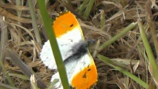 preview picture of video 'Male Orange Tip Butterfly La Croix-Tasset, Côtes d'Armor, Brittany, France 11th May 2012'