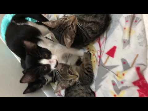 Roslyn Kittens need homes !