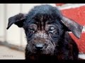 Hope for Paws: Rescue Mangy Homeless Street Dog at the Beauty Emporium b...