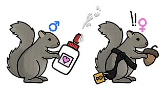 Males vs. Females: Sexual Conflict