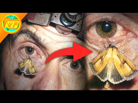 This Moth will ATTACK YOUR EYES...