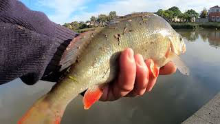 BIG FAT REDFIN Fishing