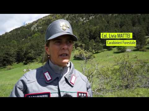 Progetto lupo: come lavorano gli sniffer dogs?