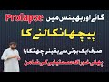 Prolapse Desi Treatment For Uterus And Vaginal In Buffalo And Cow پیچھا نکالنے Ka Herbal 