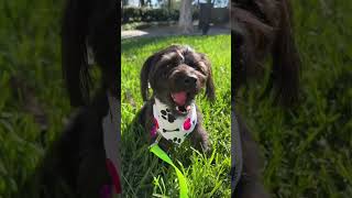 Video preview image #1 Mutt Puppy For Sale in Corona, CA, USA