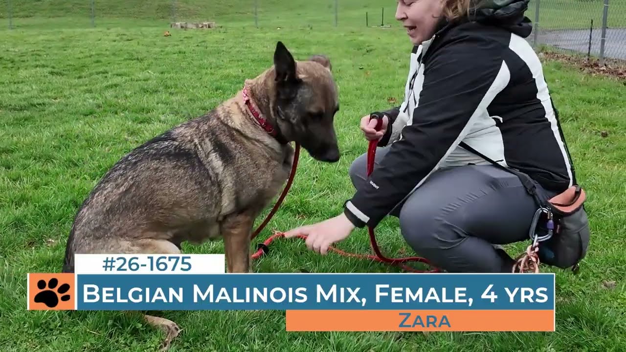 Zara, a ADOPTABLE mixed breed in Frederick, MD video 1/6