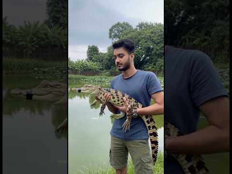 10 lak ka loss #minivlog #pets  #crocodile