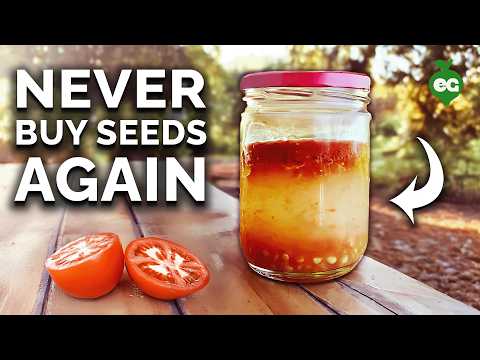 How to Save Seeds: Seed Saving Techniques EXPLAINED