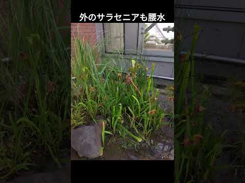 モウセンゴケ スパチュラータについて詳しく解説