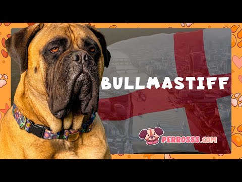 Guía oficial de Bullmastiff