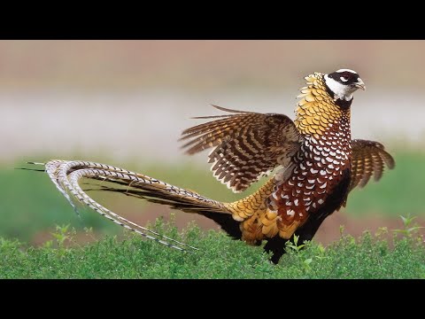 Boys dance and girl grazing — Reeves' pheasant