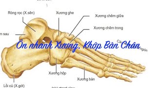 Ôn nhanh xương, khớp và dây chằng bàn chân