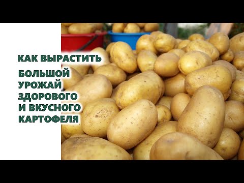 , title : 'Секреты выращивания большого урожая здоровой и вкусной картошки в 2021 году'