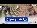 خنشلة الذهب الأحمر.. زراعة واعدة وانتاج وفير