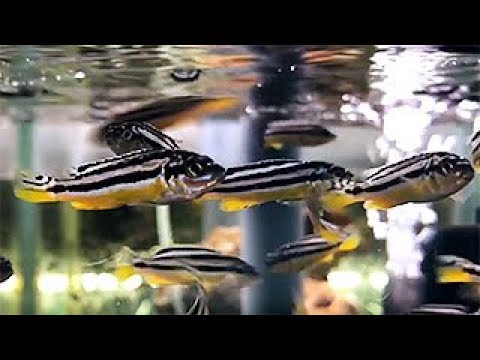 ラビドクロミス イエロー – 明るく美しいシクリッド