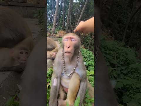 Drunk Monkeys Are Out Of Control! #shorts #funnymonkey #Cristiano ronaldo