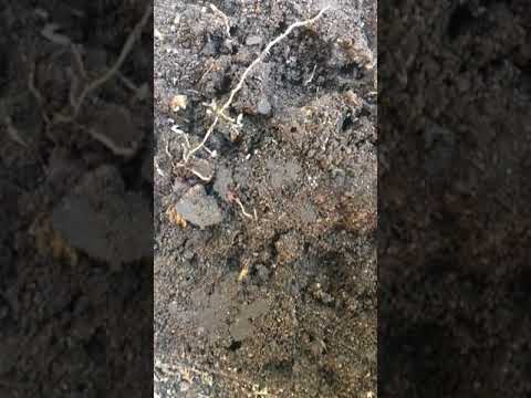 Subterranean Termites Found Under Bait Station in Denville, NJ
