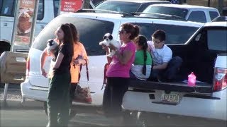 SELLING puppies in parking lots, Puppy Mills for fast cash - Signs of a collapsing society