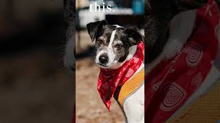 Video preview image #1 Jack-Rat Terrier Puppy For Sale in McKinney, TX, USA