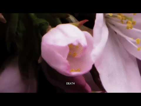 Hated Because Of Great Qualities - Blonde Redhead