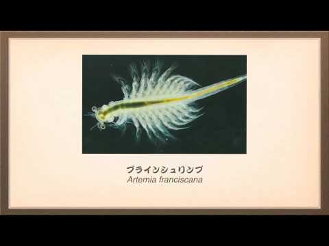 分子生命科学科 環境分子生物学研究室（甲殻類グループ）PV