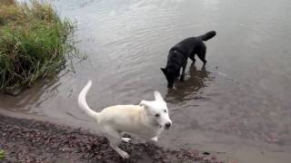 preview picture of video 'Our two Border Collie x German Shepherd mix dogs playing'