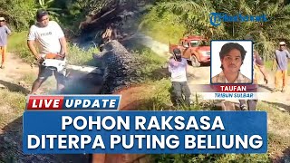 Angin Puting Beliung Robohkan Pohon Besar di Pasangkayu, Akses Jalan Tani Warga Terputus