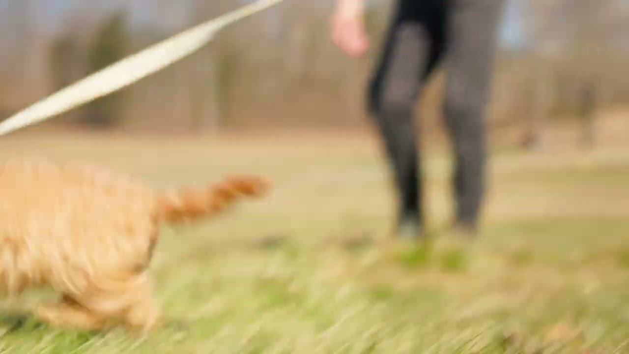 Enlarge Danny Boy, a Adoptable Cavapoo in Gradyville, KY video 6/6