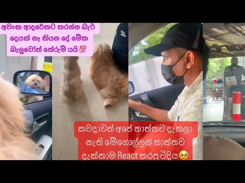 අවංක ආදරේකට කරන්න බැරි දෙයක් නෑ කියන දේ මේක බැලුවොත්  තේරුම් යයි💯 #dayvlogs #vlog #vloger