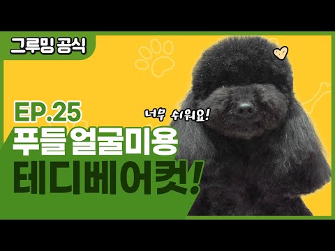 푸들 테디베어컷 어렵지 않아요! [그루밍 공식 EP.25]