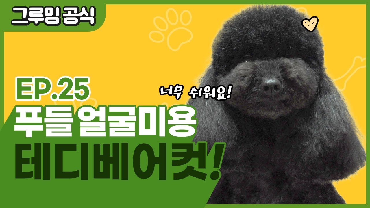푸들 테디베어컷 어렵지 않아요! [그루밍 공식 EP.25]