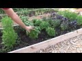 How to Grow Basil - Complete Growing Guide
