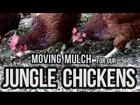 download lagu mp3 mp4 Jungle Mulch, download lagu Jungle Mulch gratis, unduh video klip Jungle Mulch