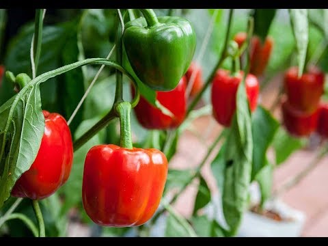 How to Grow Red Capsicum
