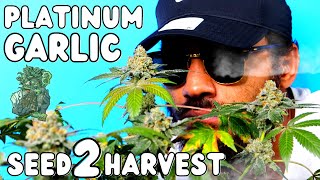 PLATINUM GARLIC 🤩 by In House Genetics | Full Seed to Harvest Documentary | Mars Hydro