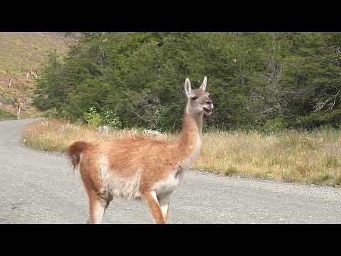 Guanaco herd in spring games in Torres del Paine National Park Chile (2019). 4K SDR