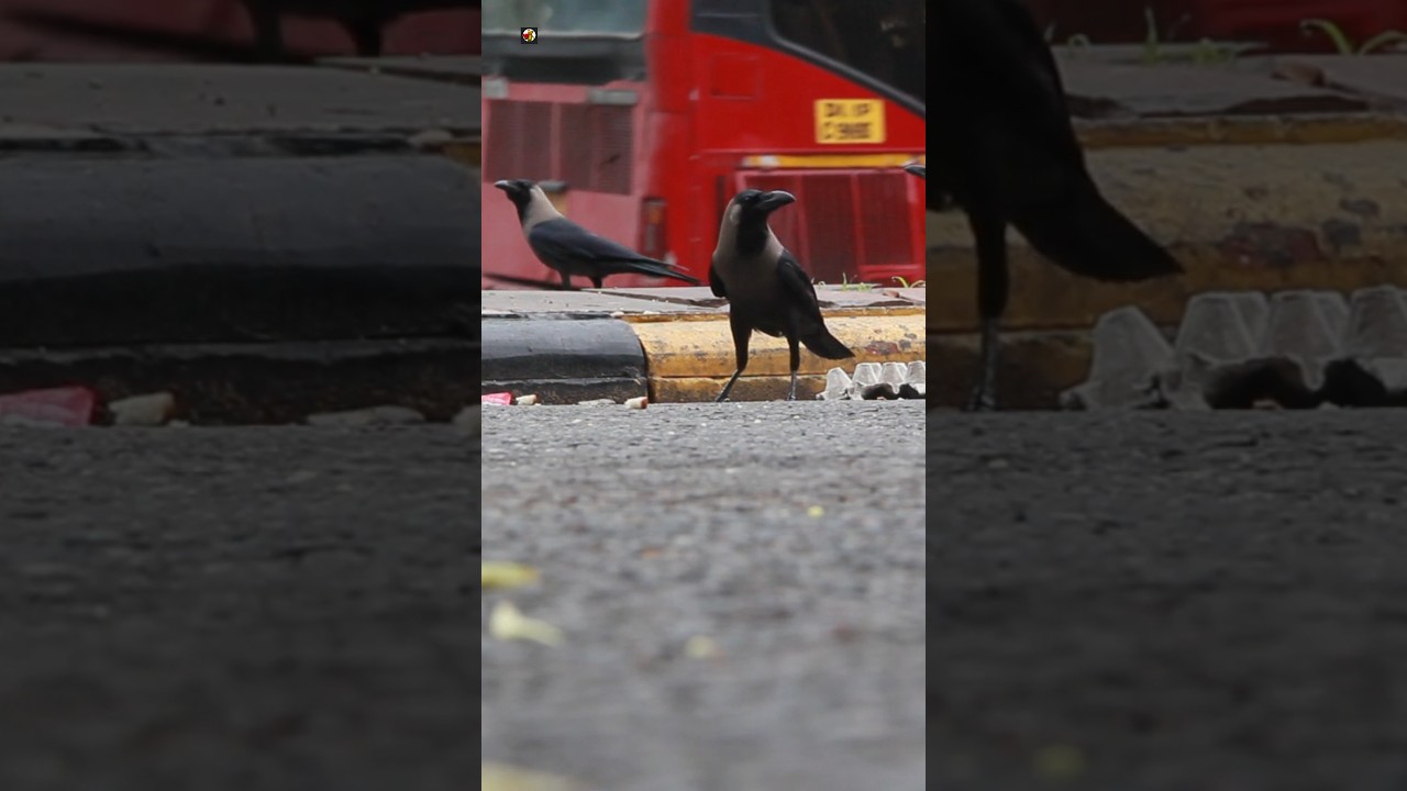 Crow Sounds | Crow (2)