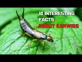 10 MOST AMAZING FACTS ABOUT EARWIGS  | #AnimalsandPets