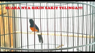 Download lagu Burung Murai Batu Nias Raja 25jt VOLUMENYA EDYANNN!! mp3