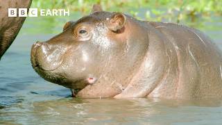 סיפורי הישרדות של משפחת בעלי חיים | BBC Earth