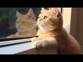 Music Therapy for Cats - Make Your Cat Happy, Relaxation Music & Rain Sounds, Deep Sleep♬