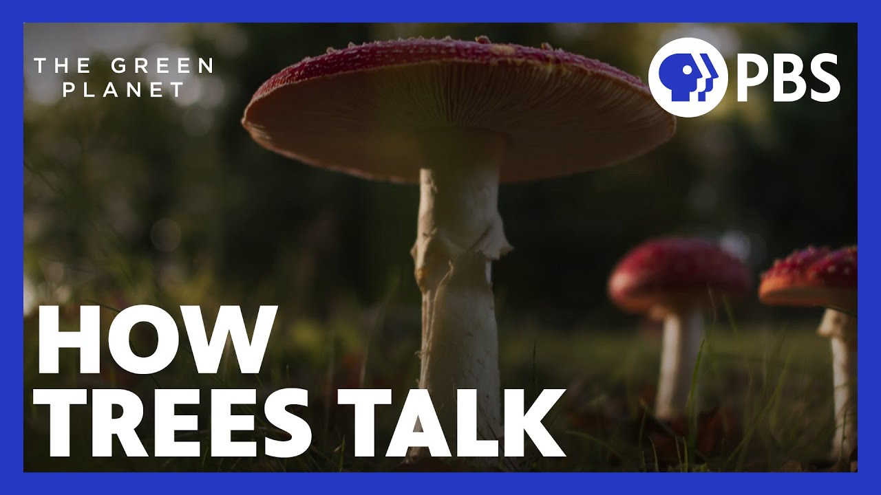How Trees Talk to Other Trees with the Help of Fungi | The Green Planet | PBS