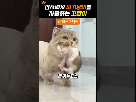 집사에게 아기고양이를 자랑하는 어미고양이