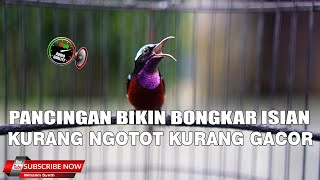 Download lagu JAMIN EMOSI !! MASTERAN PANCINGAN DAN TERAPI KONIN AGAR EMOSI BONGKAR ISIAN mp3