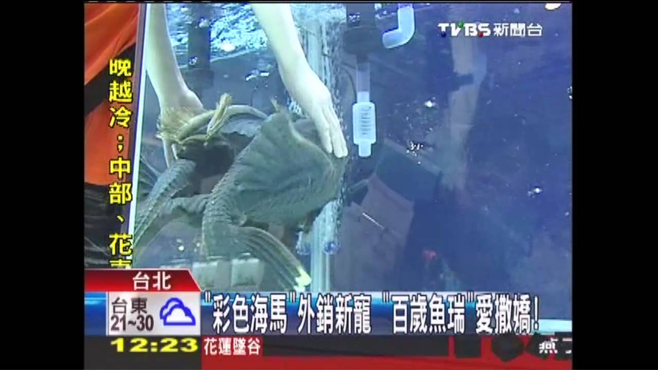 好像Kitty 螢光魚「粉紅天使」吸睛!